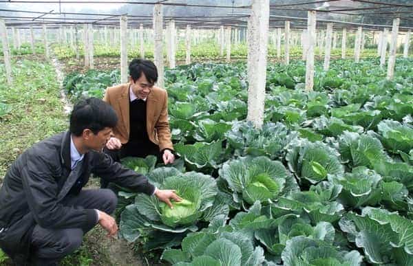 <span>Nhờ chăm sóc đúng kỹ thuật nên sản lượng rau sạch cung cấp đủ cho các bữa ăn ca của Nhà máy.</span>